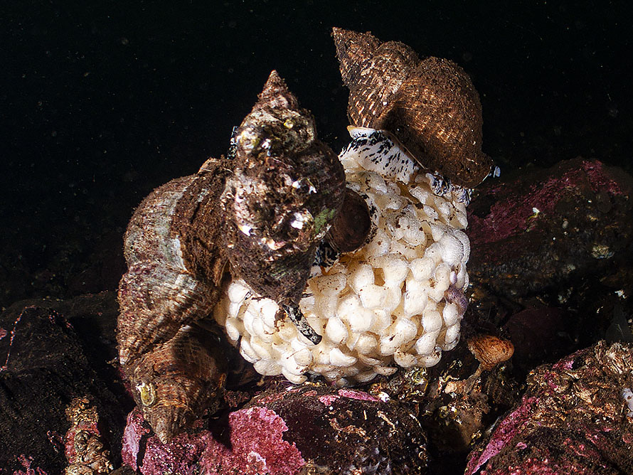 Buccinum undatum